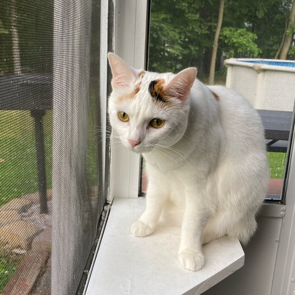 Meet Akari the Cresent Moon Calico😻🐾 - Picture 2 of 16